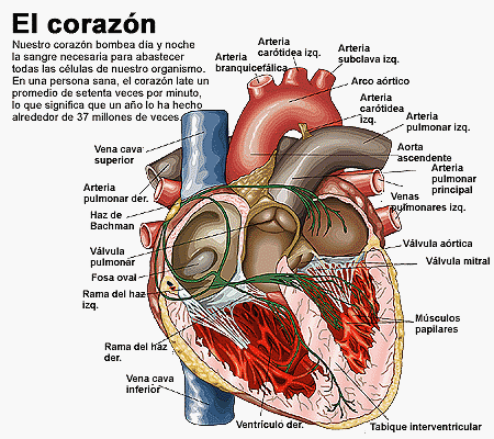 corazon