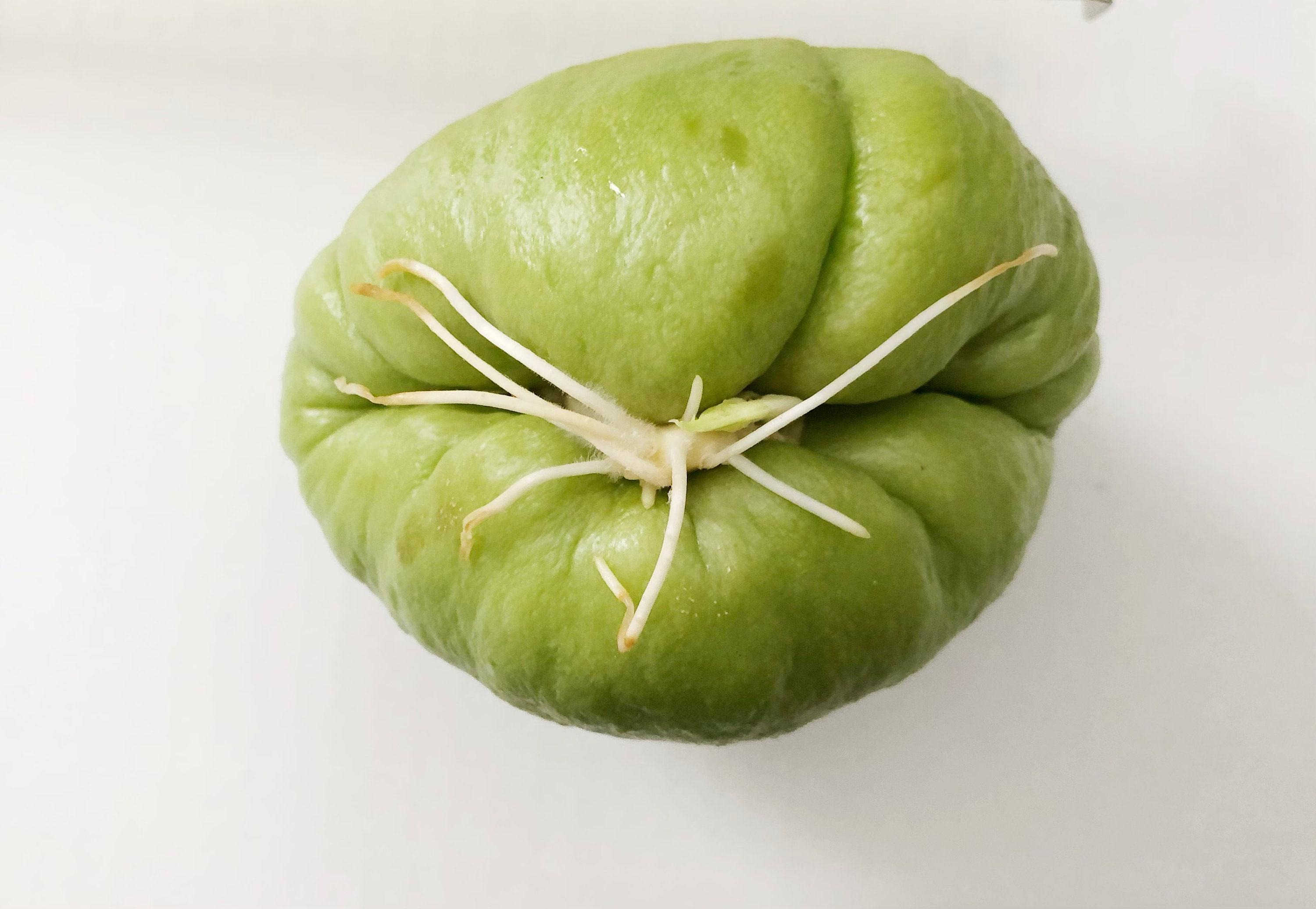 Chayote Germinado, Choko, Chocho, Pera Vegetal, Mirliton - Etsy México