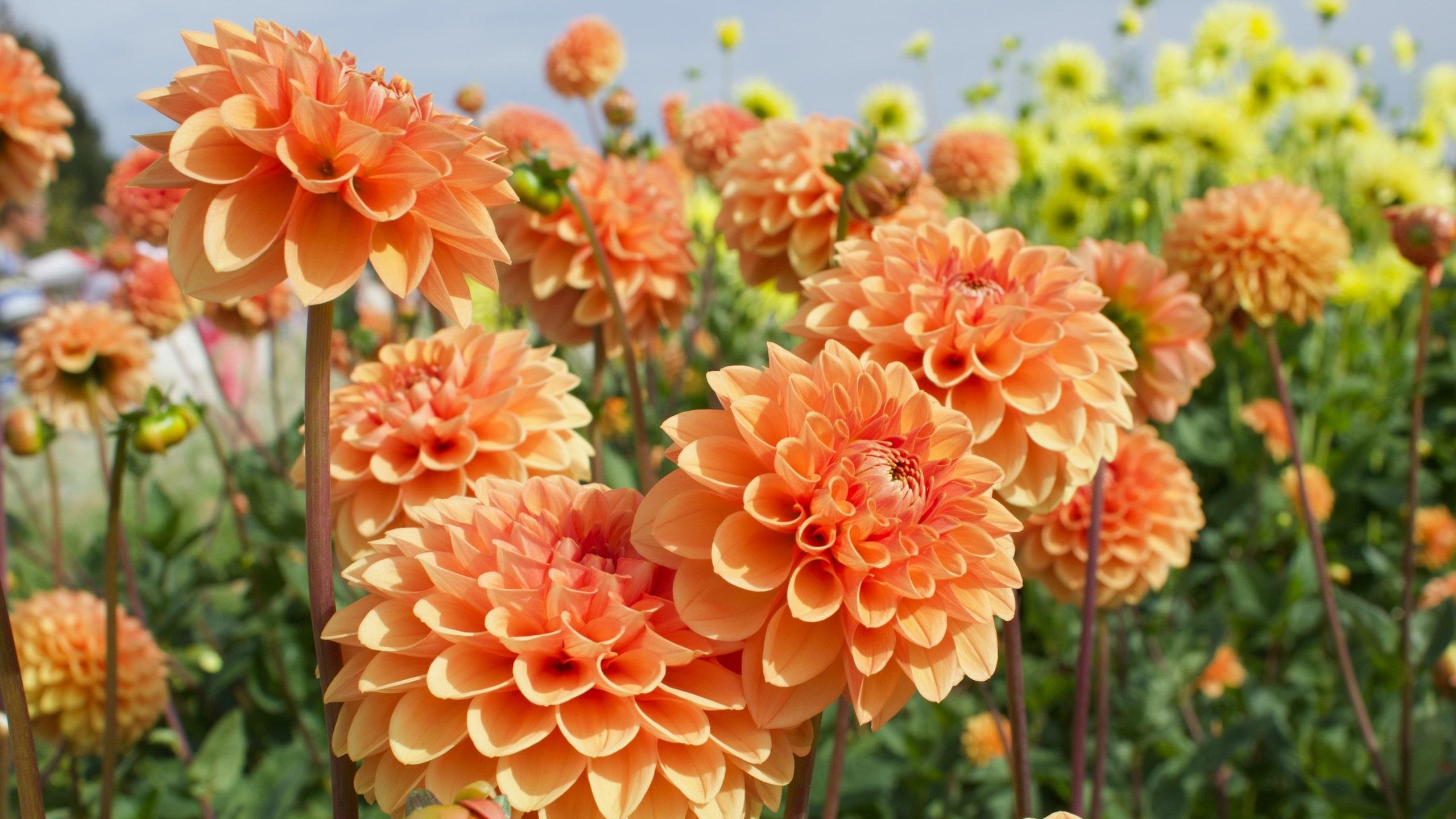 Plantas endémicas de México | Architectural Digest