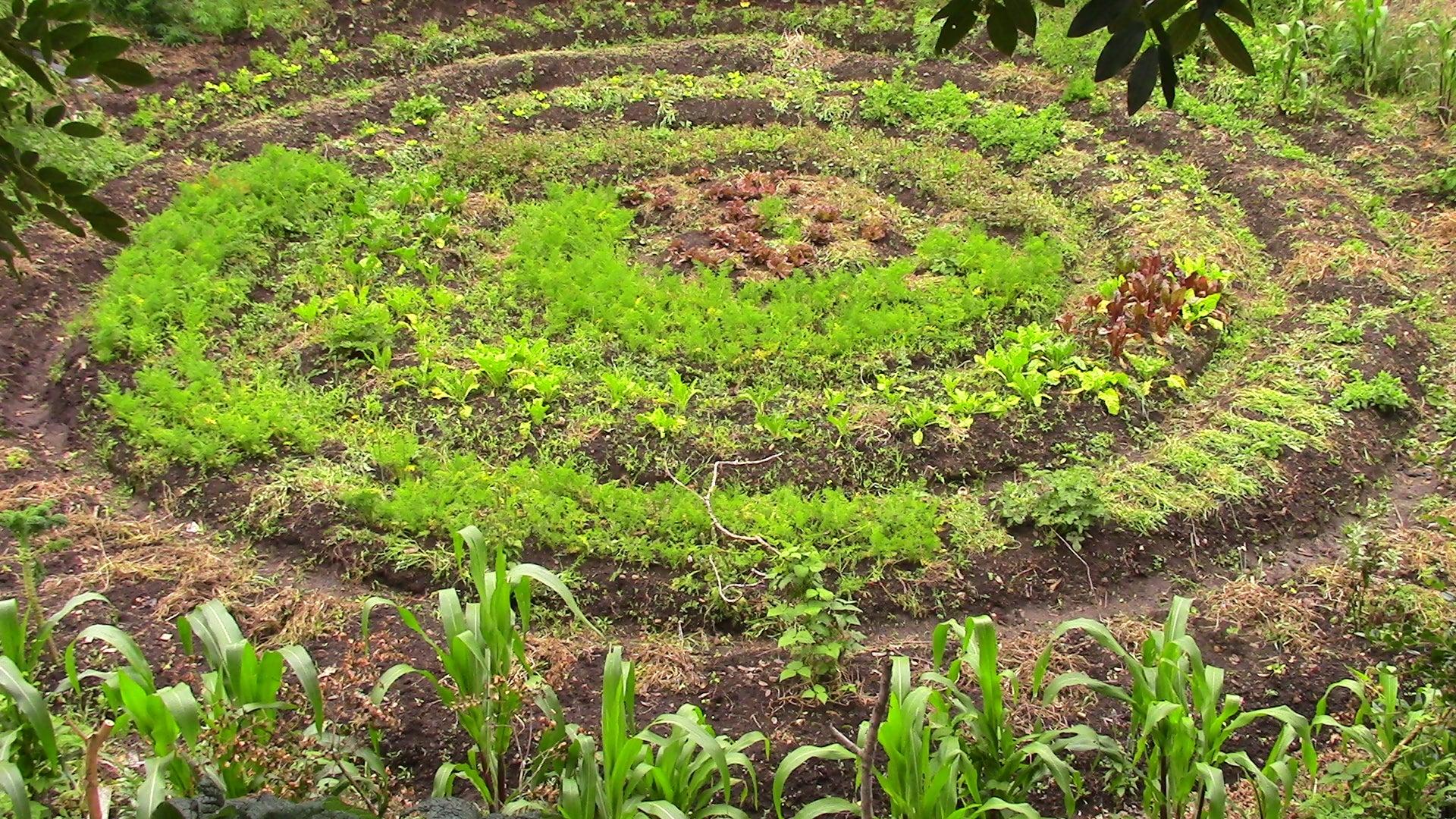 Descolonizando la gestión de la biodiversidad a través de la ...